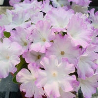 Primula  'Pink Ice'